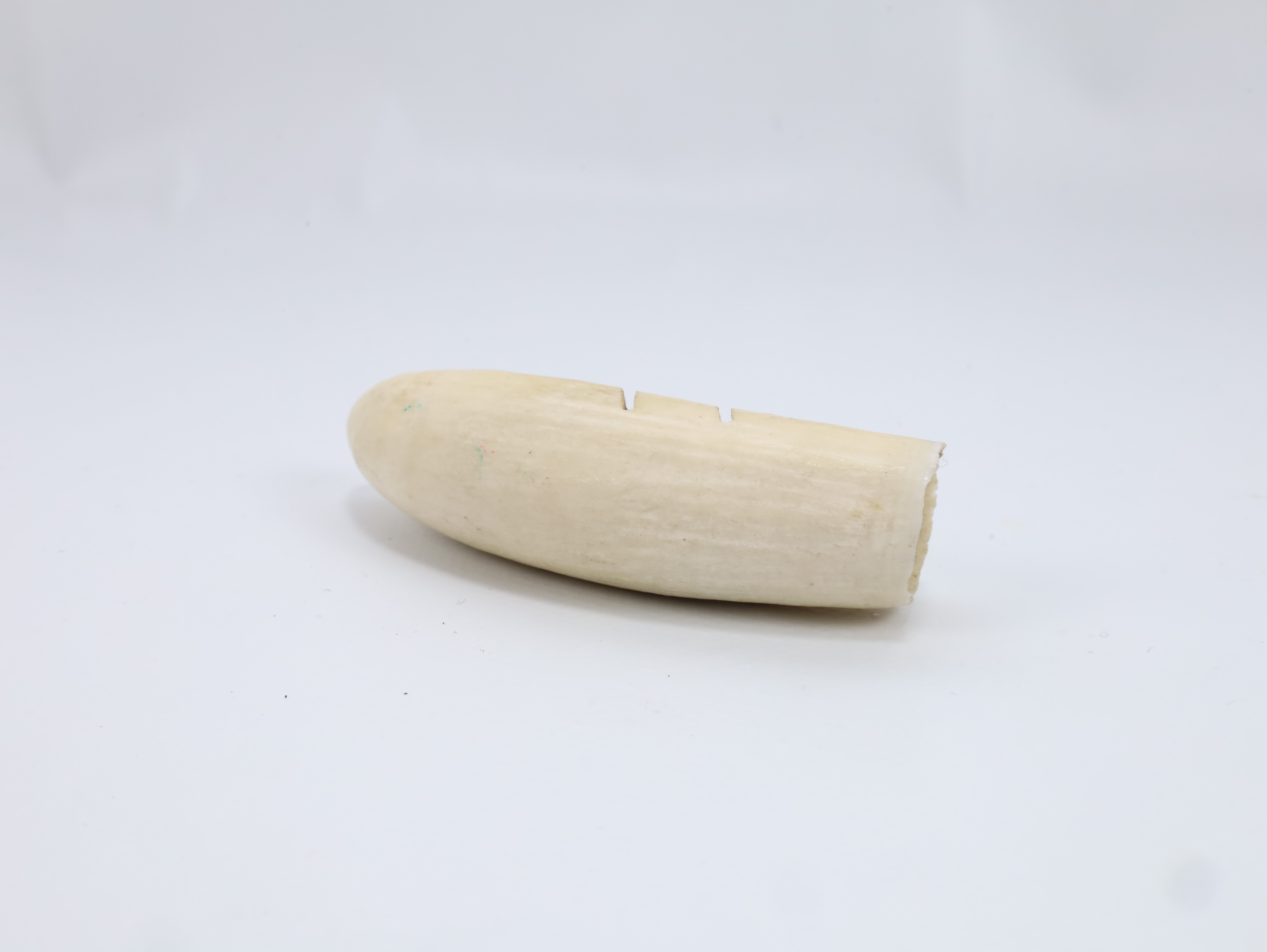 hvaltann  – 7,6 cm – samlerobjekt