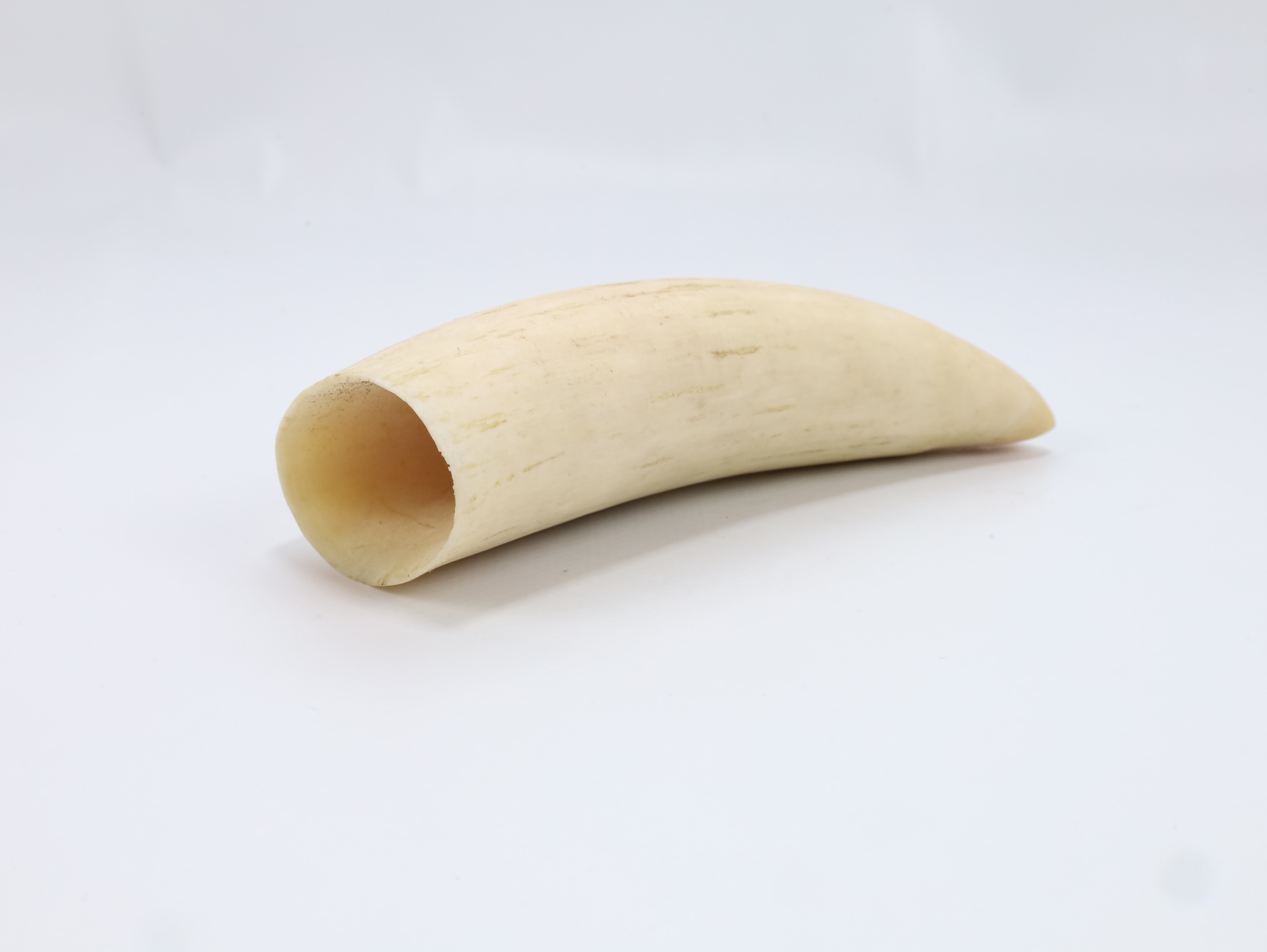 Stor eldre tann / maritimt materiale – mulig hval – 11,7 cm – samlerobjekt