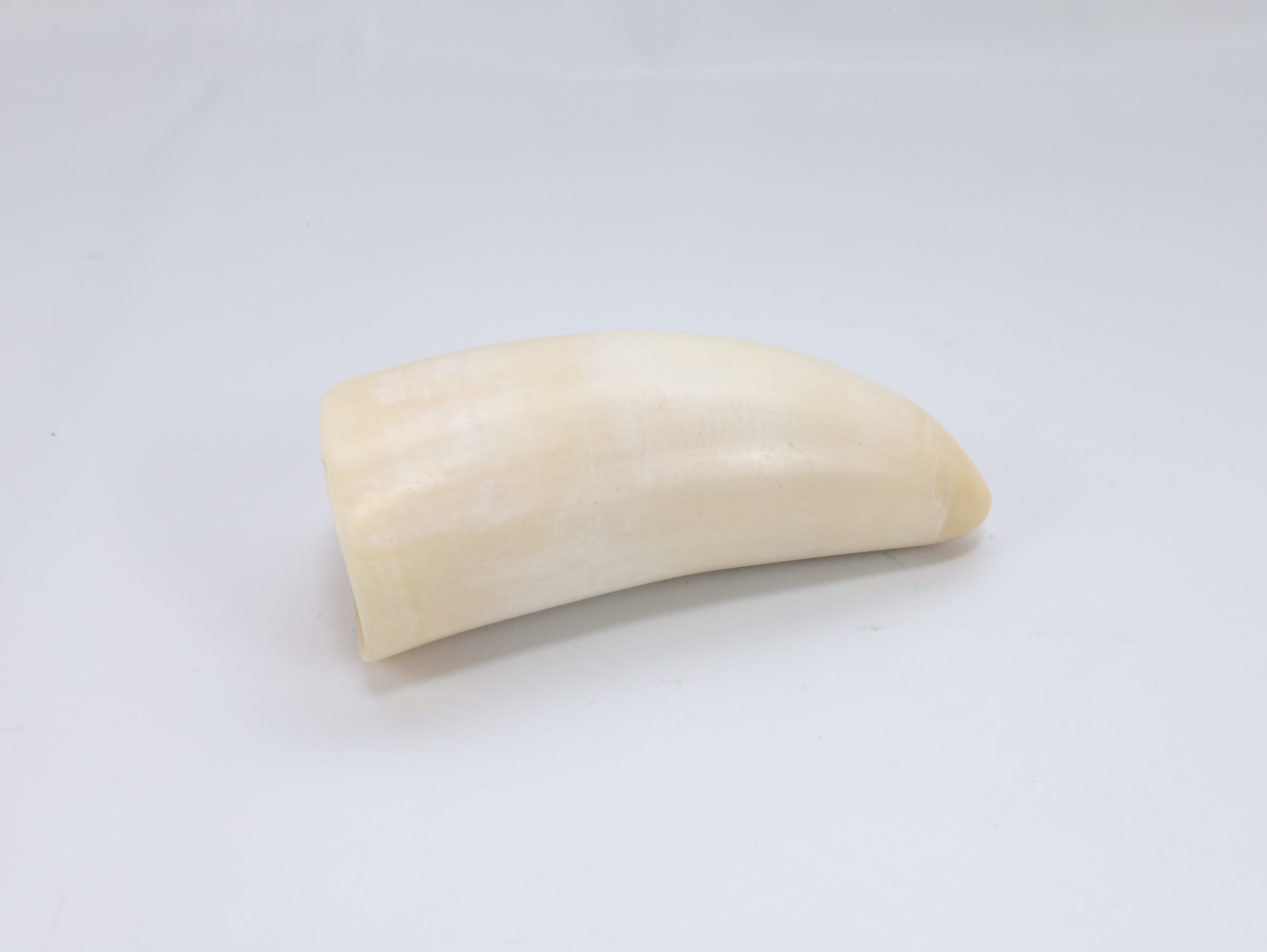 Hvaltann – ca. første halvdel av 1900-tallet