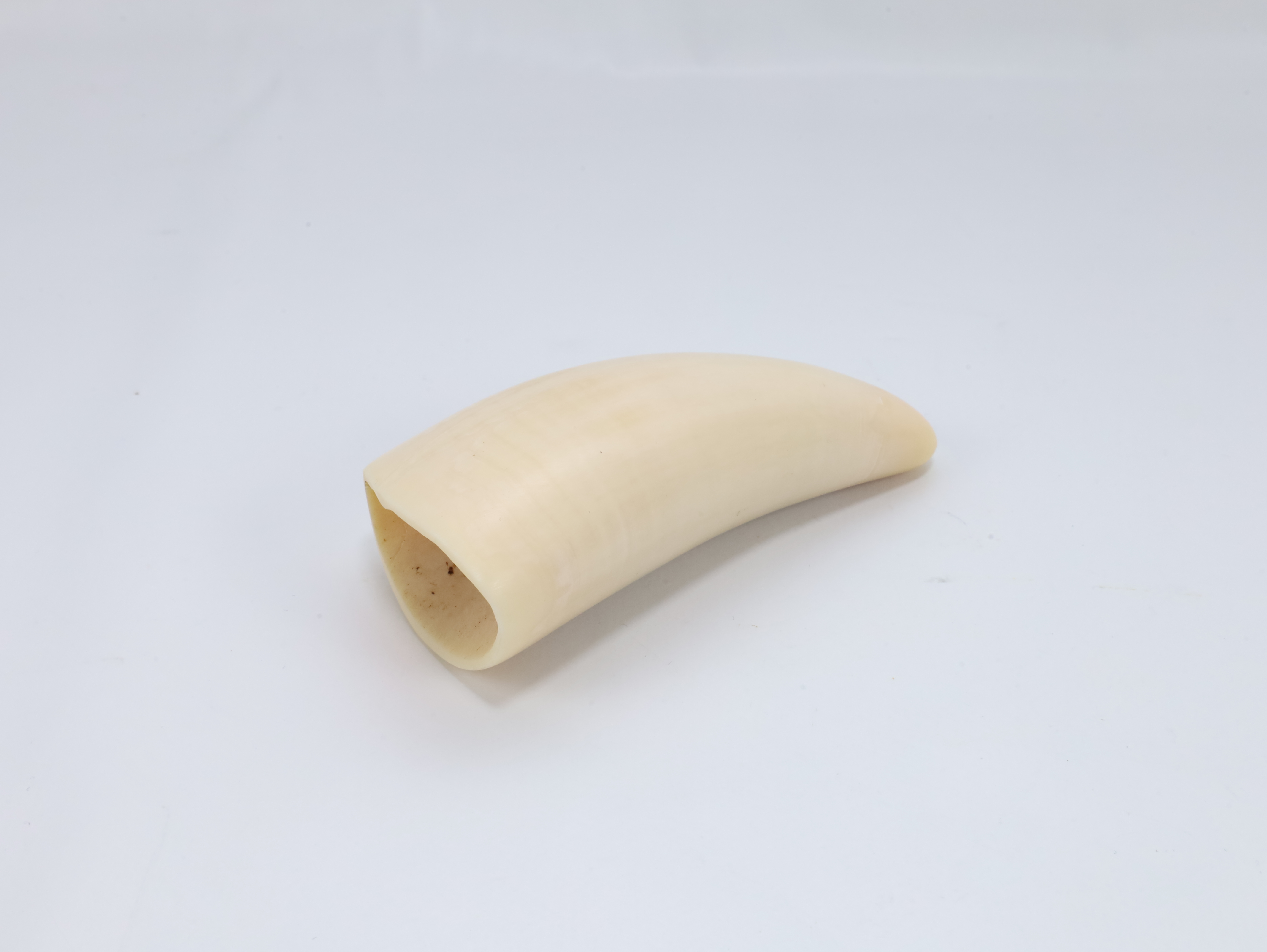 Hvaltann – ca. første halvdel av 1900-tallet