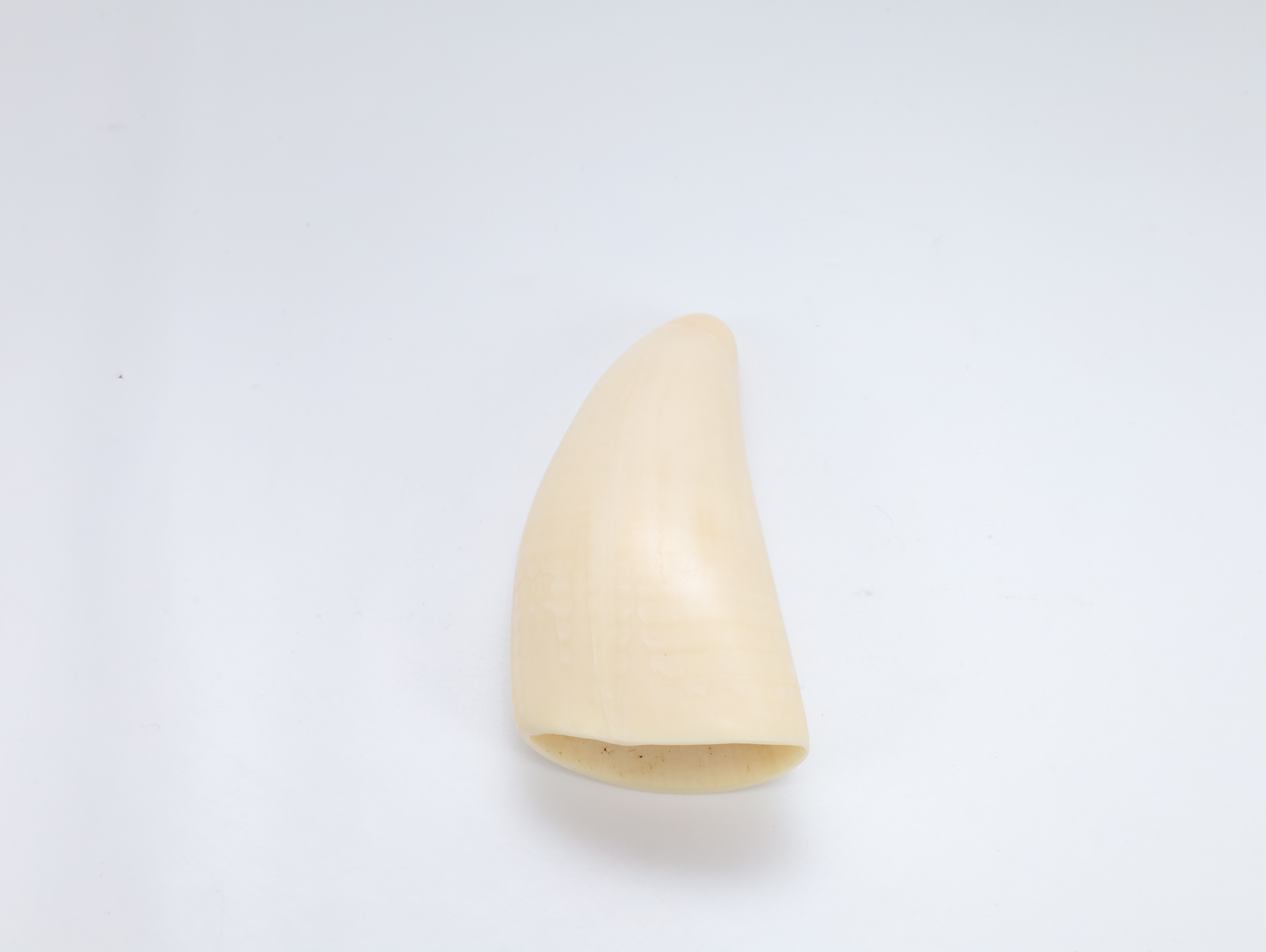 Hvaltann – ca. første halvdel av 1900-tallet