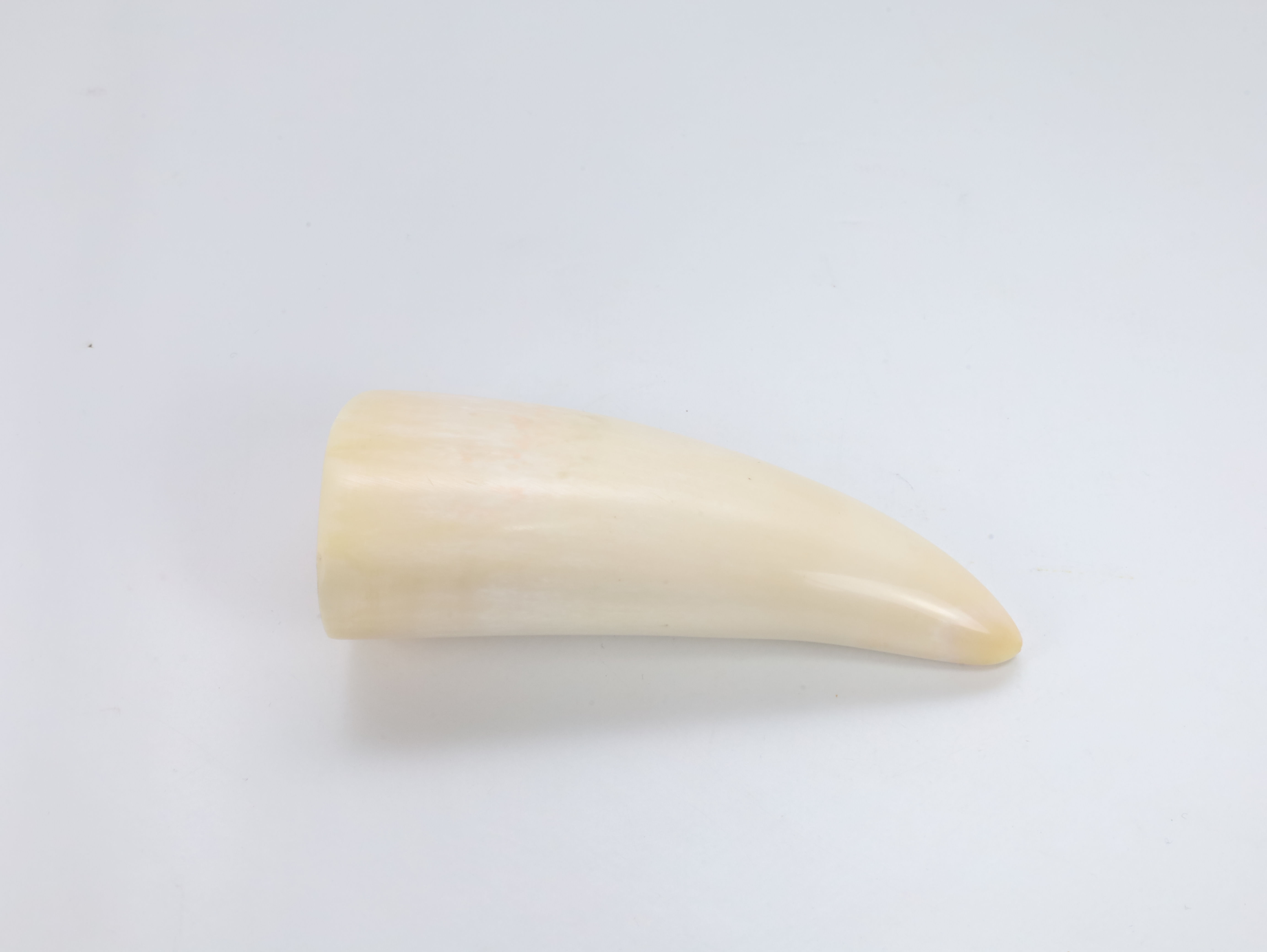 Hvaltann – ca. første halvdel av 1900-tallet